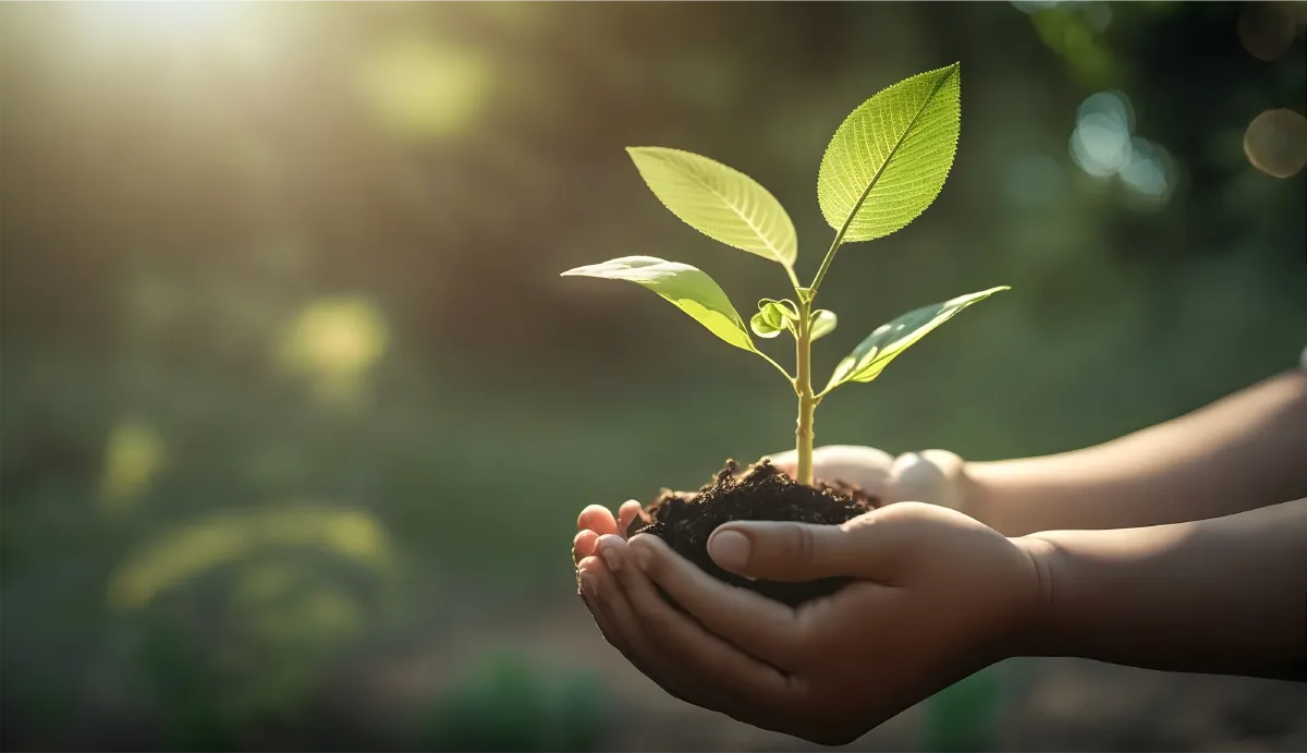 Ein Bild von Händen, die eine Pflanze halten.
